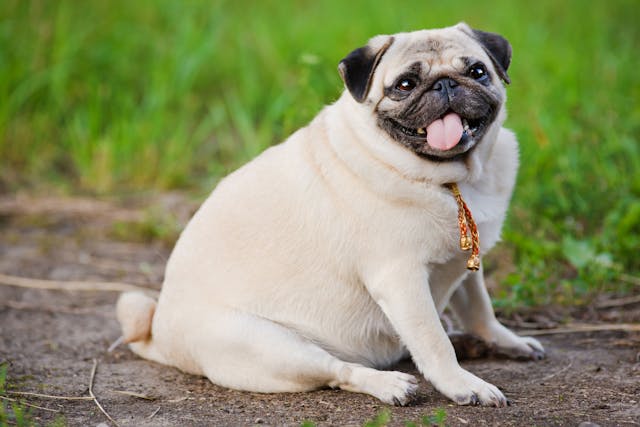 Photo from https://wagwalking.com/condition/obesity
