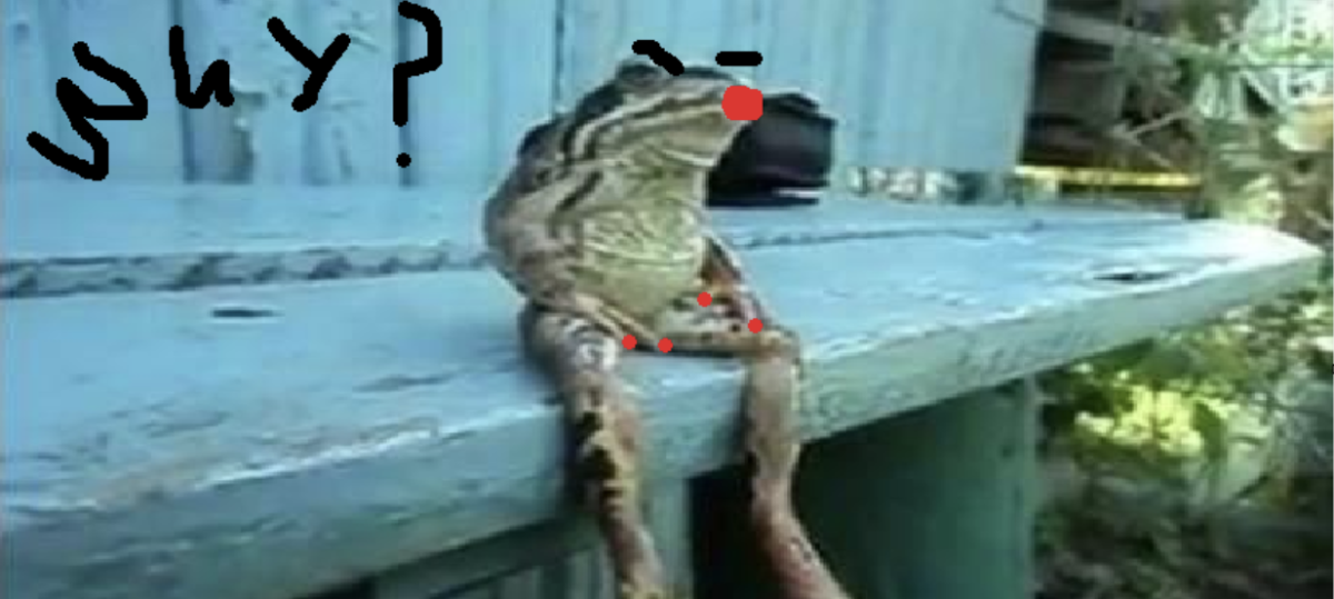 The Webber Weekly goofy frog