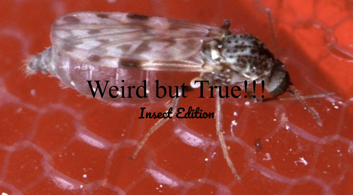 Weird but true: Insect edition