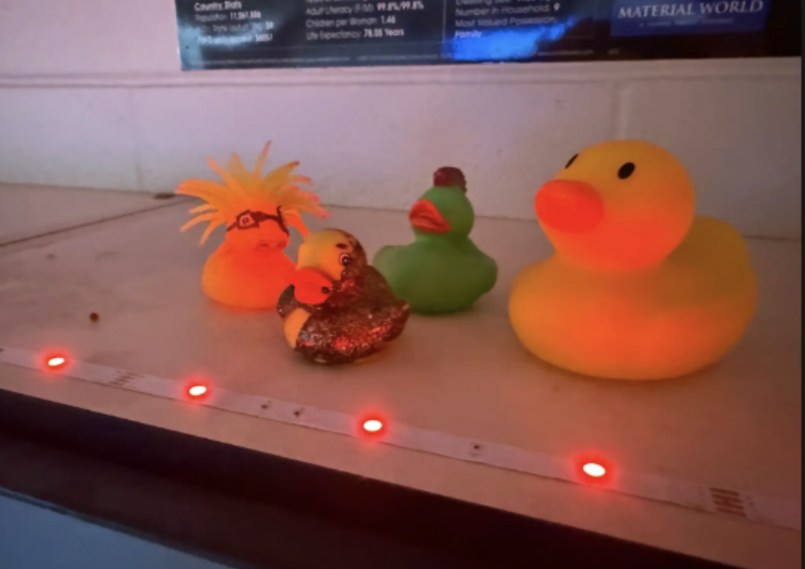 Mr. Lauer's ducks caught throwing parties at night!!!